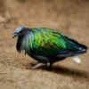 Nicobar Megapode