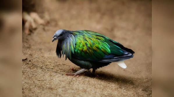 Nicobar Megapode