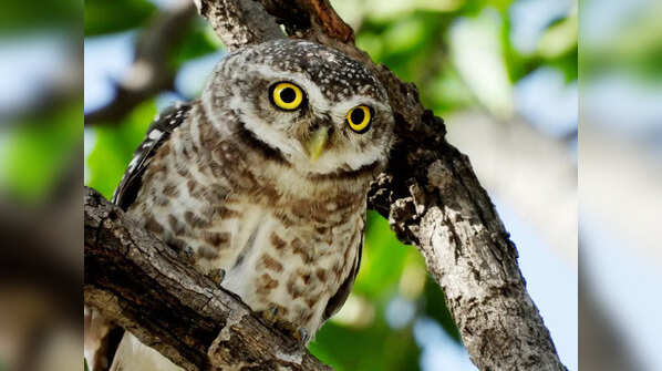 Forest Owlet