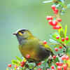 Bugun Liocichla