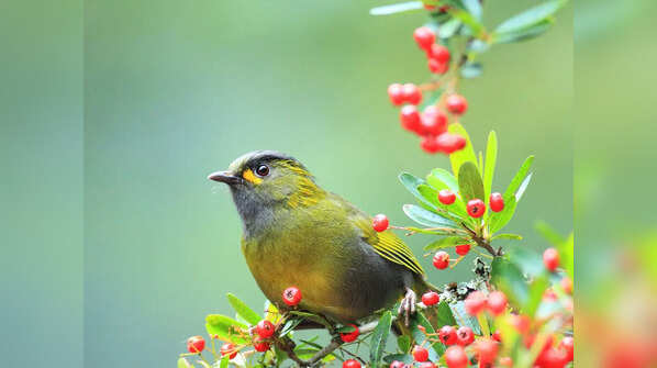 Bugun Liocichla