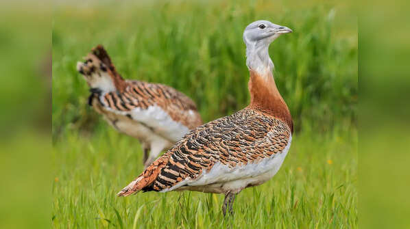Great Indian Bustard