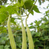 Article image for: <i class="tbold">ridge gourd</i> (Turai)
