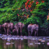 Borneo (Malaysia)