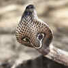 It can stand up– almost eye to eye