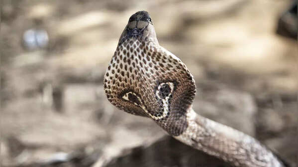 It can stand up– almost eye to eye