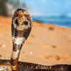 It eats other snakes– often