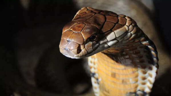 6 fascinating facts about the king cobra you probably didn’t know