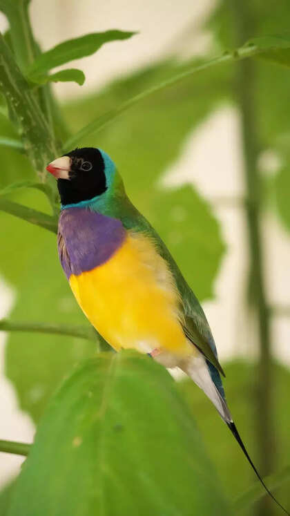 10 most colourful and beautiful birds to have as pets