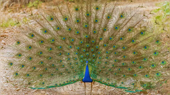 Vedanthangal Bird Sanctuary, Tamil Nadu