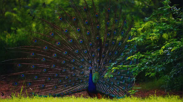 Ranganathittu Bird Sanctuary, Karnataka