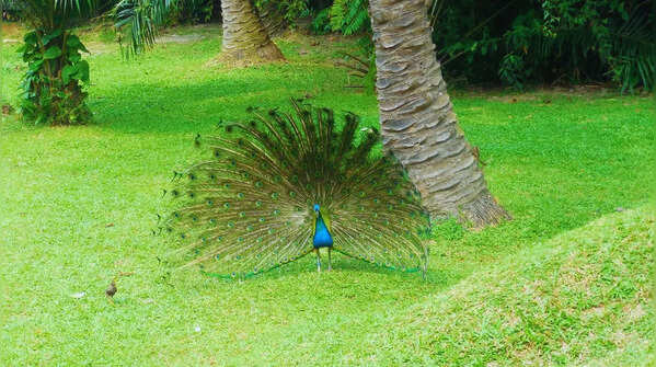 Mayani Bird Sanctuary, Maharashtra