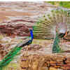 Sariska Tiger Reserve and Bird Sanctuary, Rajasthan