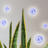 9 interesting facts about the snake plant | Times of India