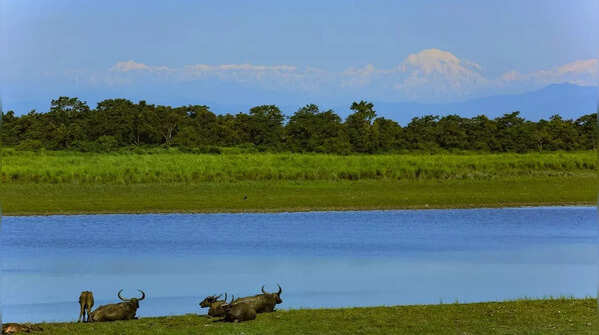 Kaziranga National Park, Assam