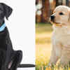 Labrador Retriever or Golden Retriever