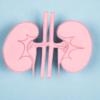 Kidney donors will have to take medications for the rest of their lives