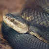 Copperheads and Cottonmouths