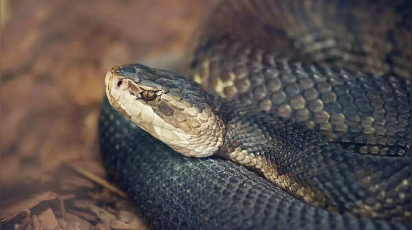 Copperheads and Cottonmouths