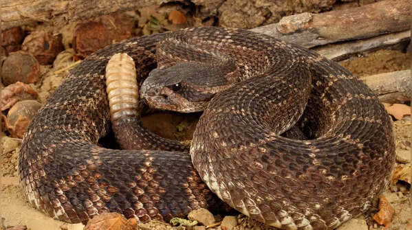 Rattlesnakes