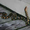 fox snakes