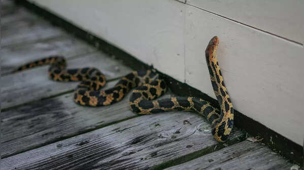 fox snakes