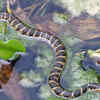 Water snakes 