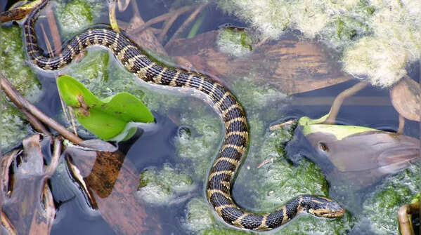 Water snakes