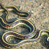 Garter snakes 