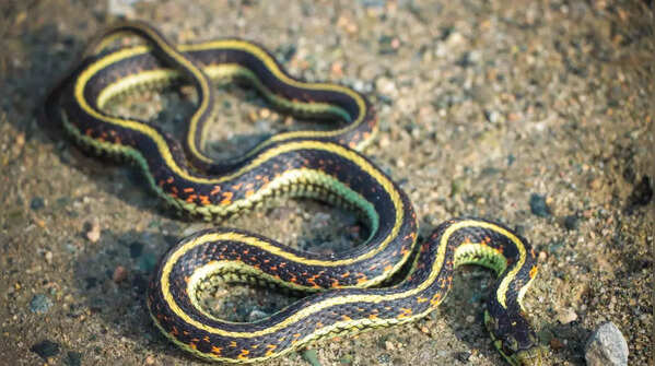 Garter snakes