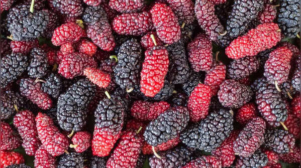 Mulberries
