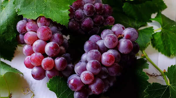 Grapes ( red or purple)