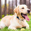 Labrador vs Golden Retriever: Who is more aggressive?