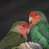 Article image for: They need <i class="tbold">companionship</i>