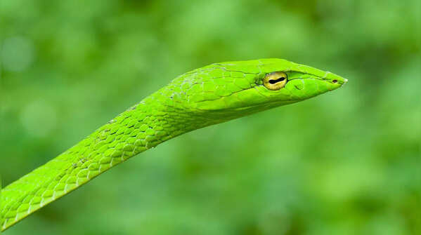Whip snake