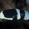 Banded sea krait