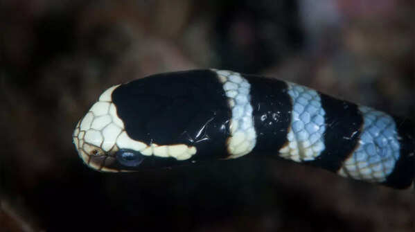 Banded sea krait