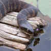 Water snake