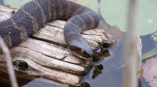 Water snake