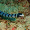 Sea snake