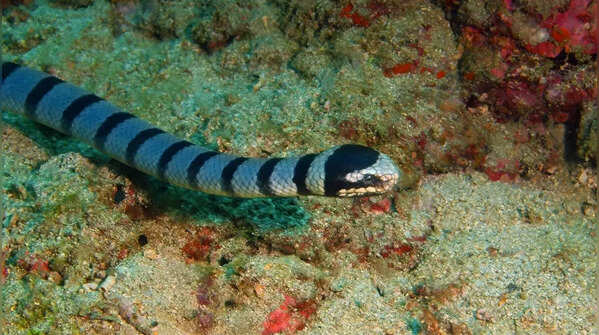 Sea snake