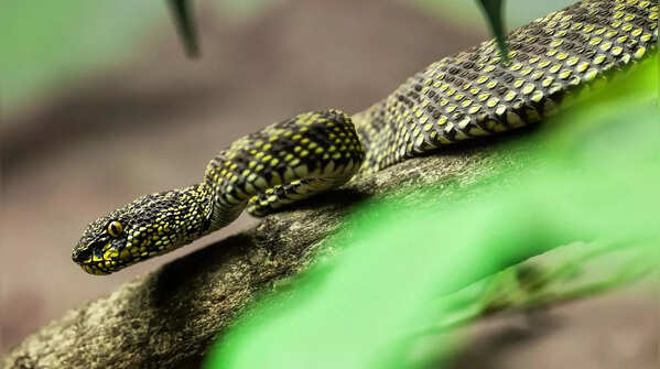 Mangrove viper
