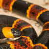 Coral snake