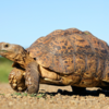 Tortoise (Zond 5)