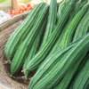 Ridge gourd