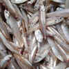 Candiru Fish