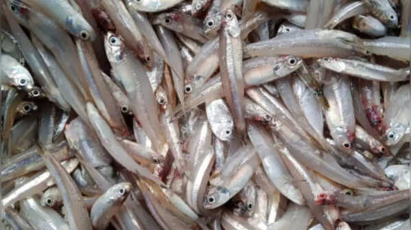 Candiru Fish