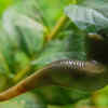 Leeches