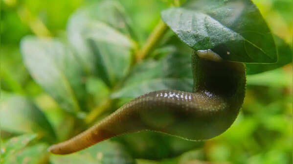 Leeches