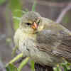 Vampire Ground Finch
